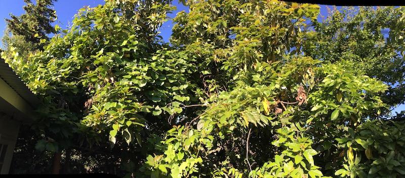 Casa con Amplio Sitio a solo pasos de Iglesias Salesianos LINARES